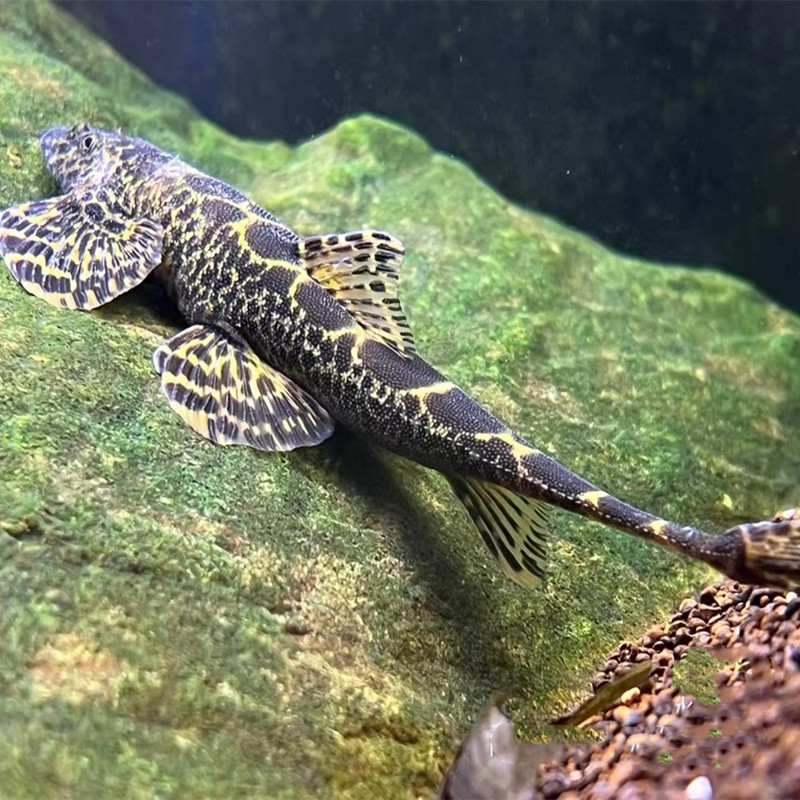 Lepturichthys fimbriata